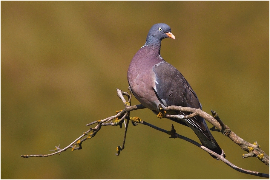 Holub hřivnáč  ( Columba palumbus )