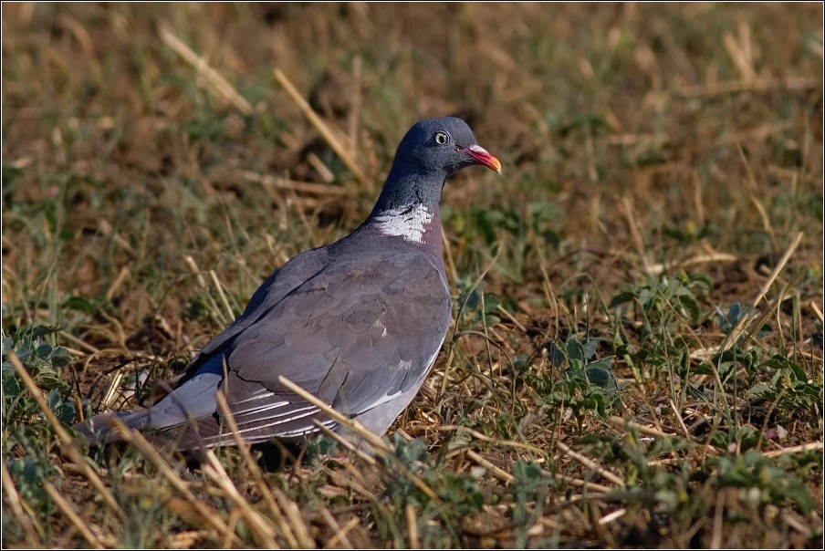 Holub hřivnáč  ( Columba palumbus )