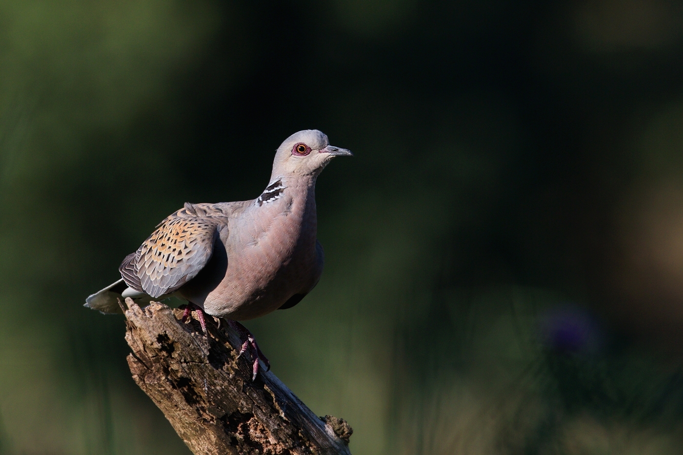 Hrdlička divoká  ( Streptolelia turtur )