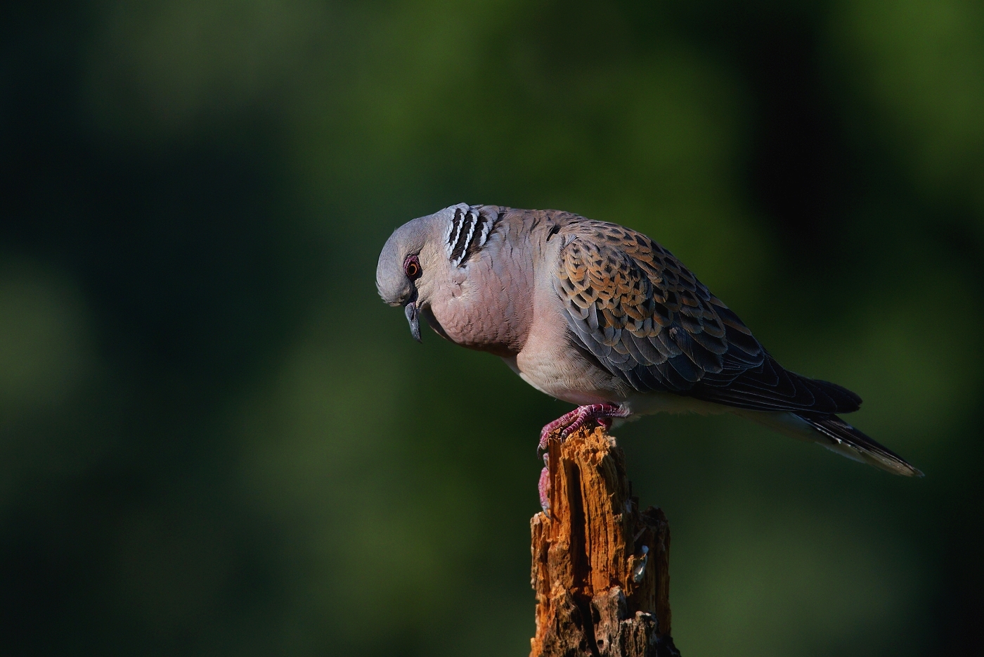 Hrdlička divoká  ( Streptolelia turtur )