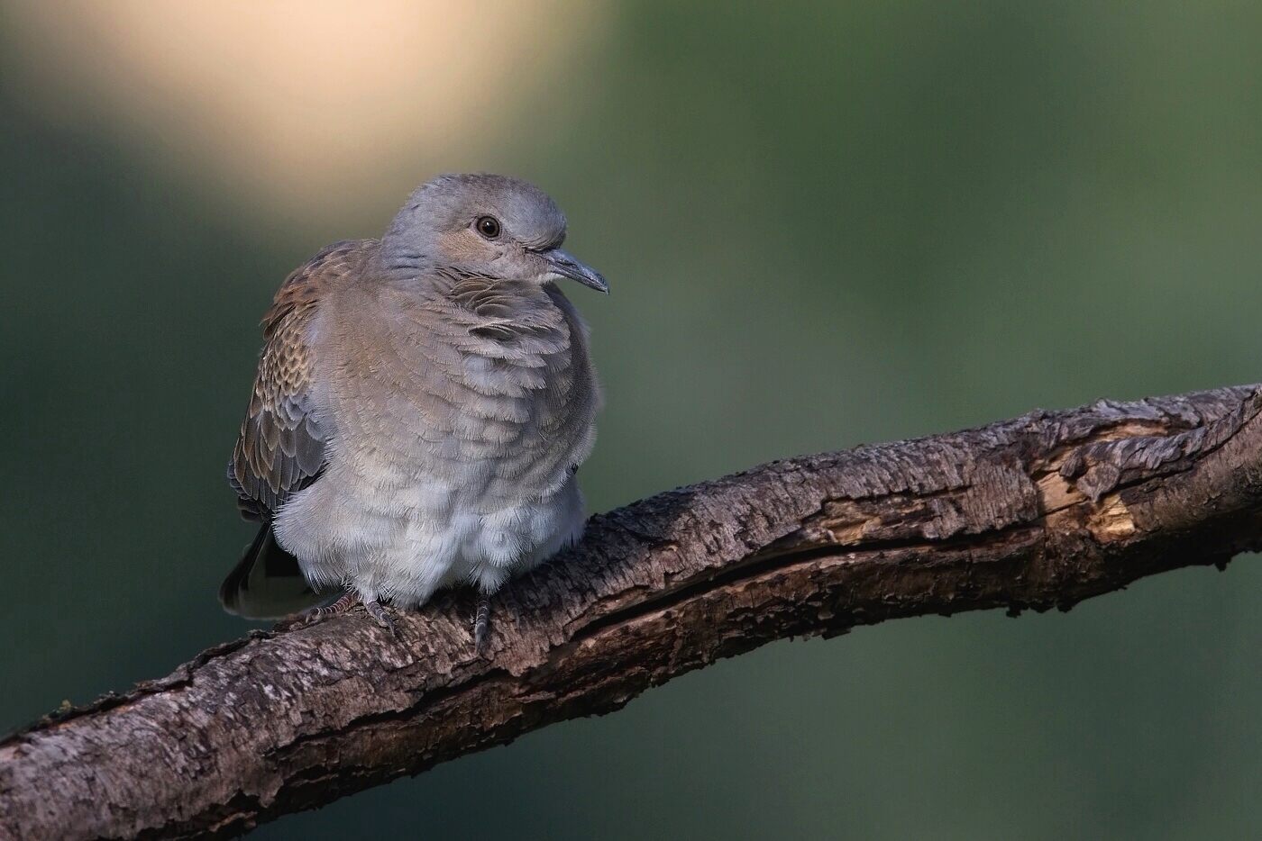 Hrdlička divoká  ( Streptolelia turtur )