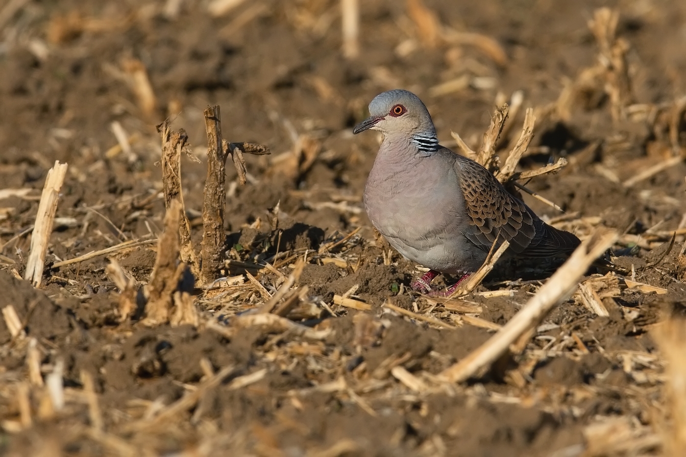 Hrdlička divoká  ( Streptolelia turtur )