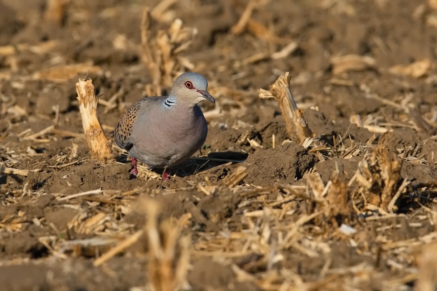 Hrdlička divoká  ( Streptolelia turtur )