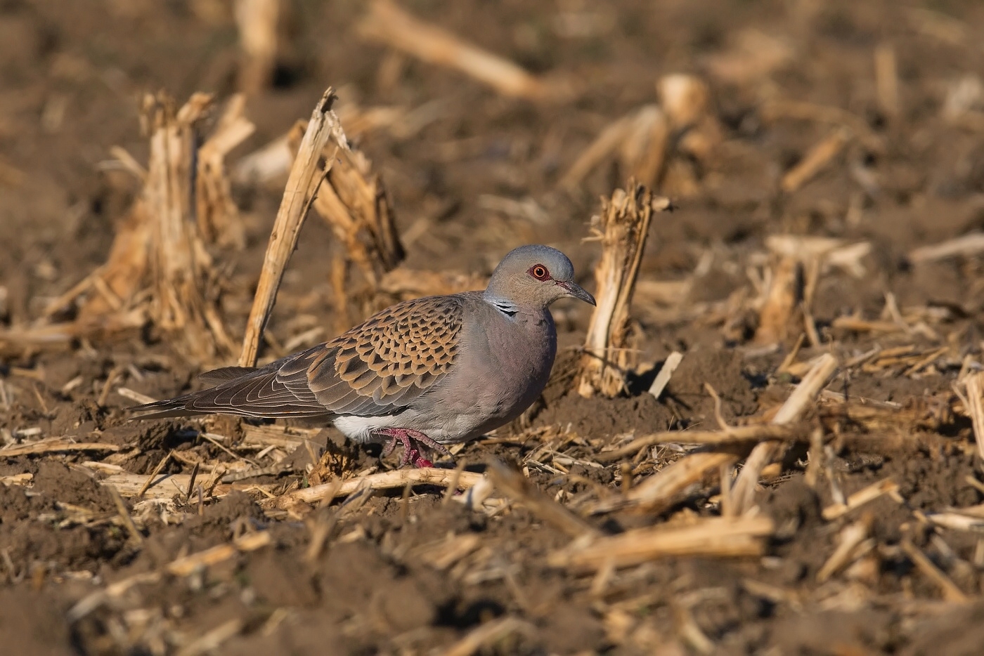 Hrdlička divoká  ( Streptolelia turtur )