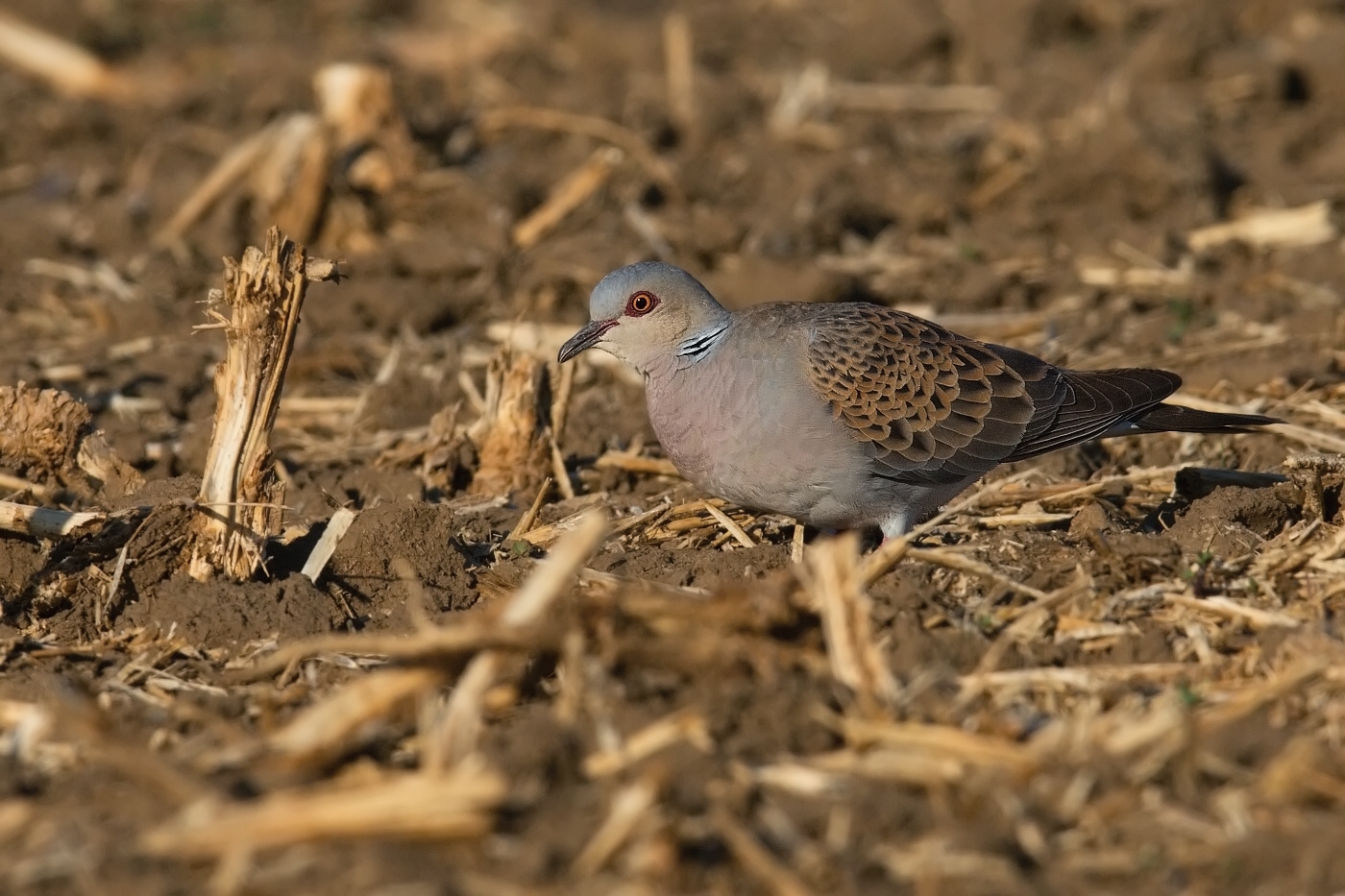 Hrdlička divoká  ( Streptolelia turtur )