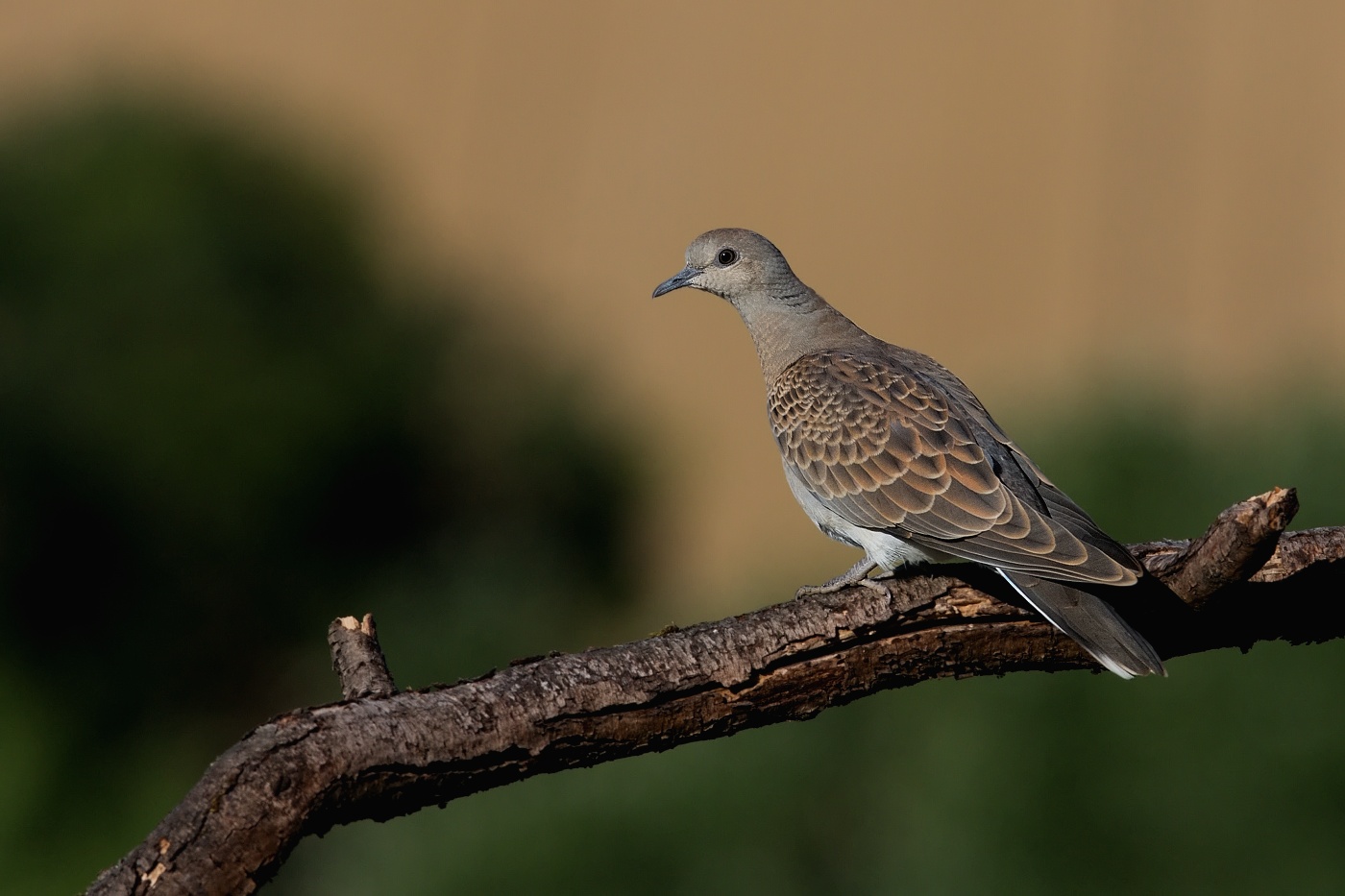 Hrdlička divoká  ( Streptolelia turtur )