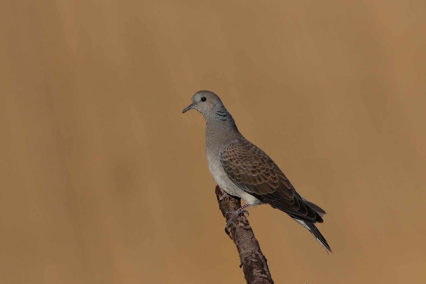 Hrdlička divoká  ( Streptolelia turtur )