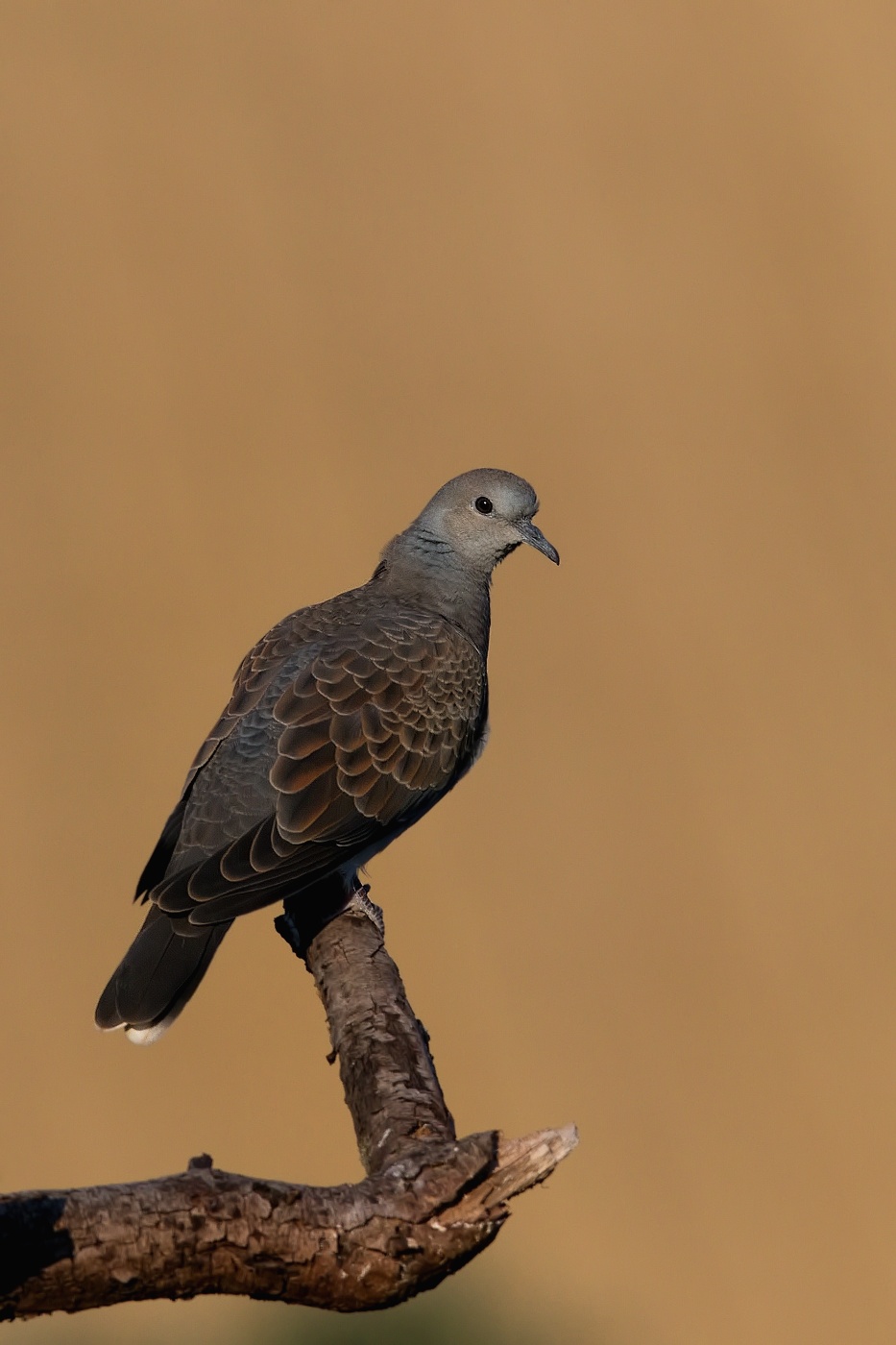 Hrdlička divoká  ( Streptolelia turtur )