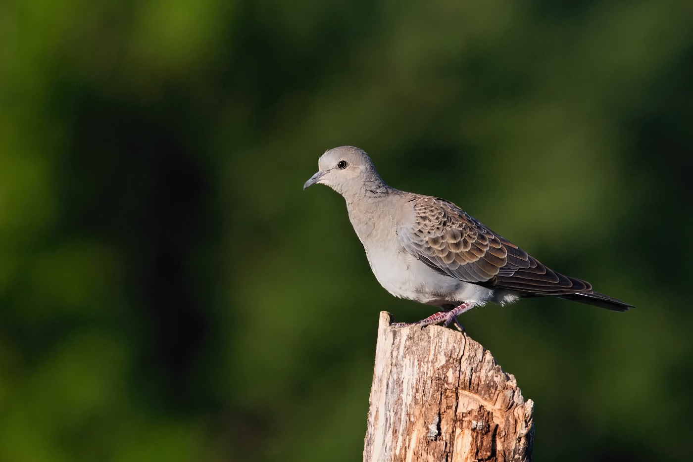 Hrdlička divoká  ( Streptolelia turtur )