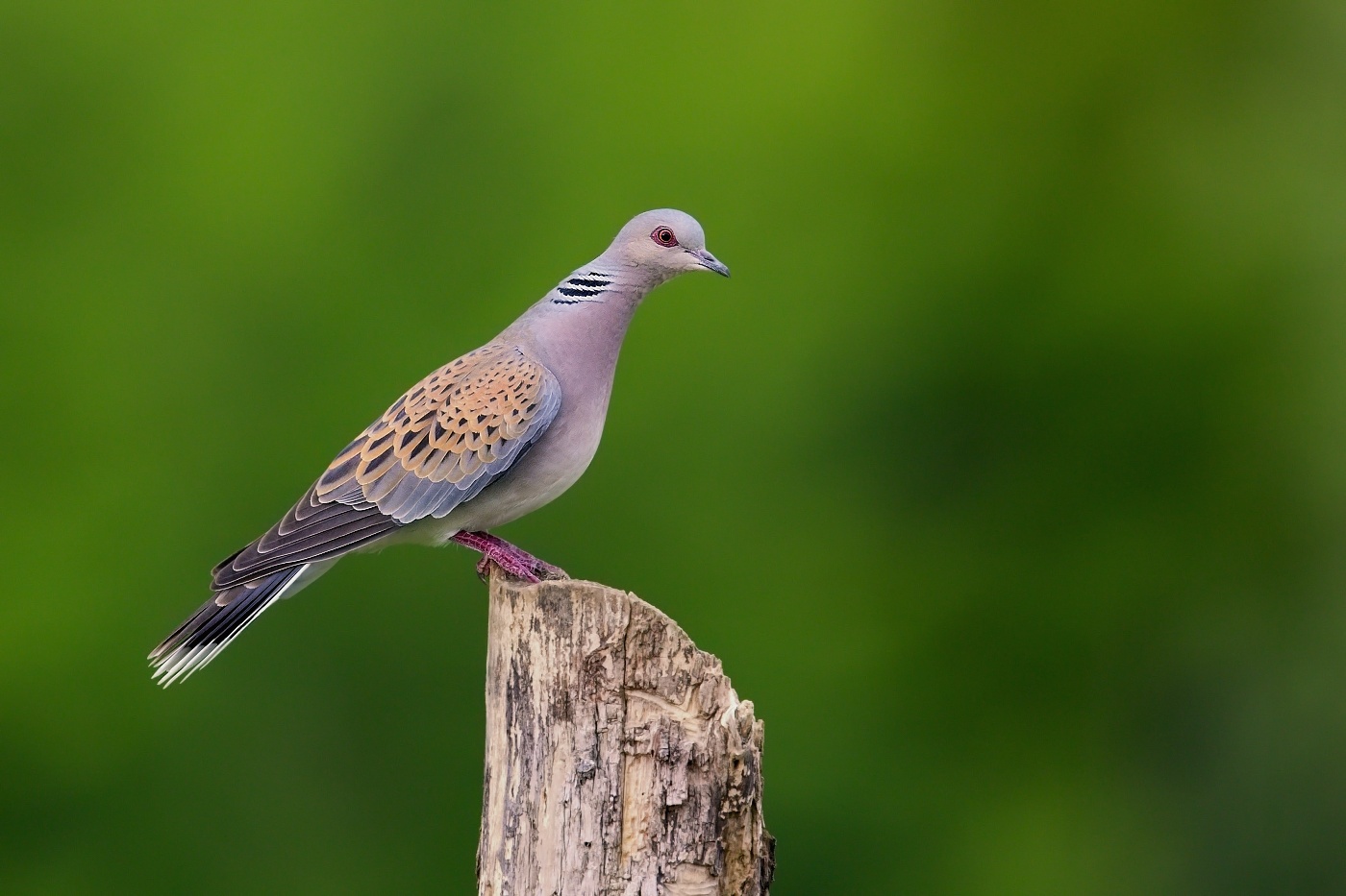 Hrdlička divoká  ( Streptopelia turtur )