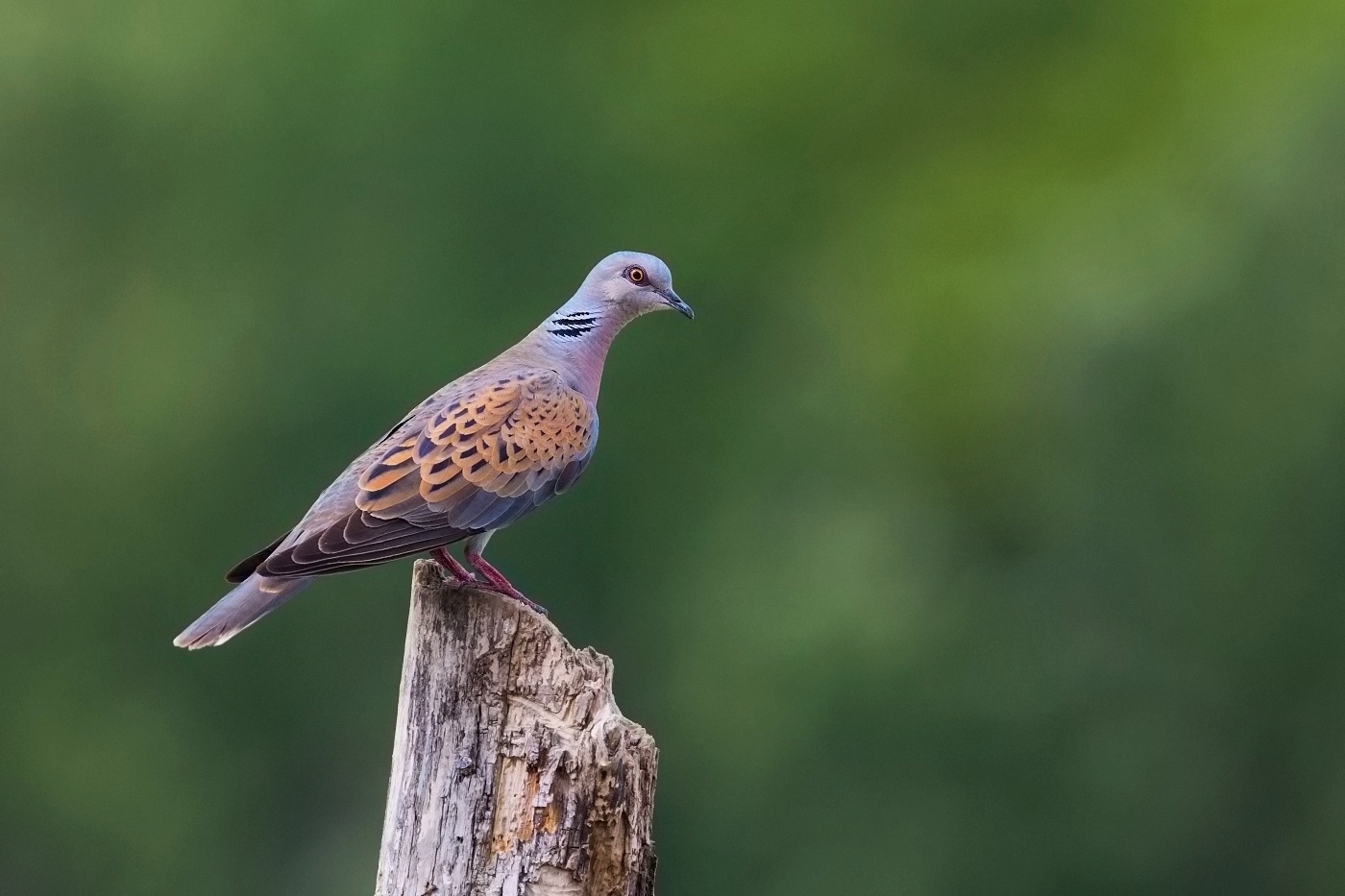 Hrdlička divoká  ( Streptopelia turtur )