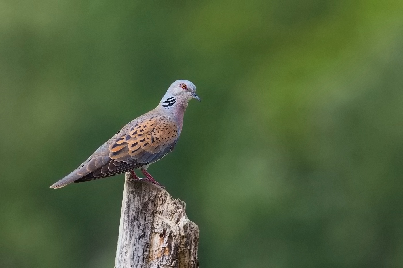 Hrdlička divoká  ( Streptopelia turtur )