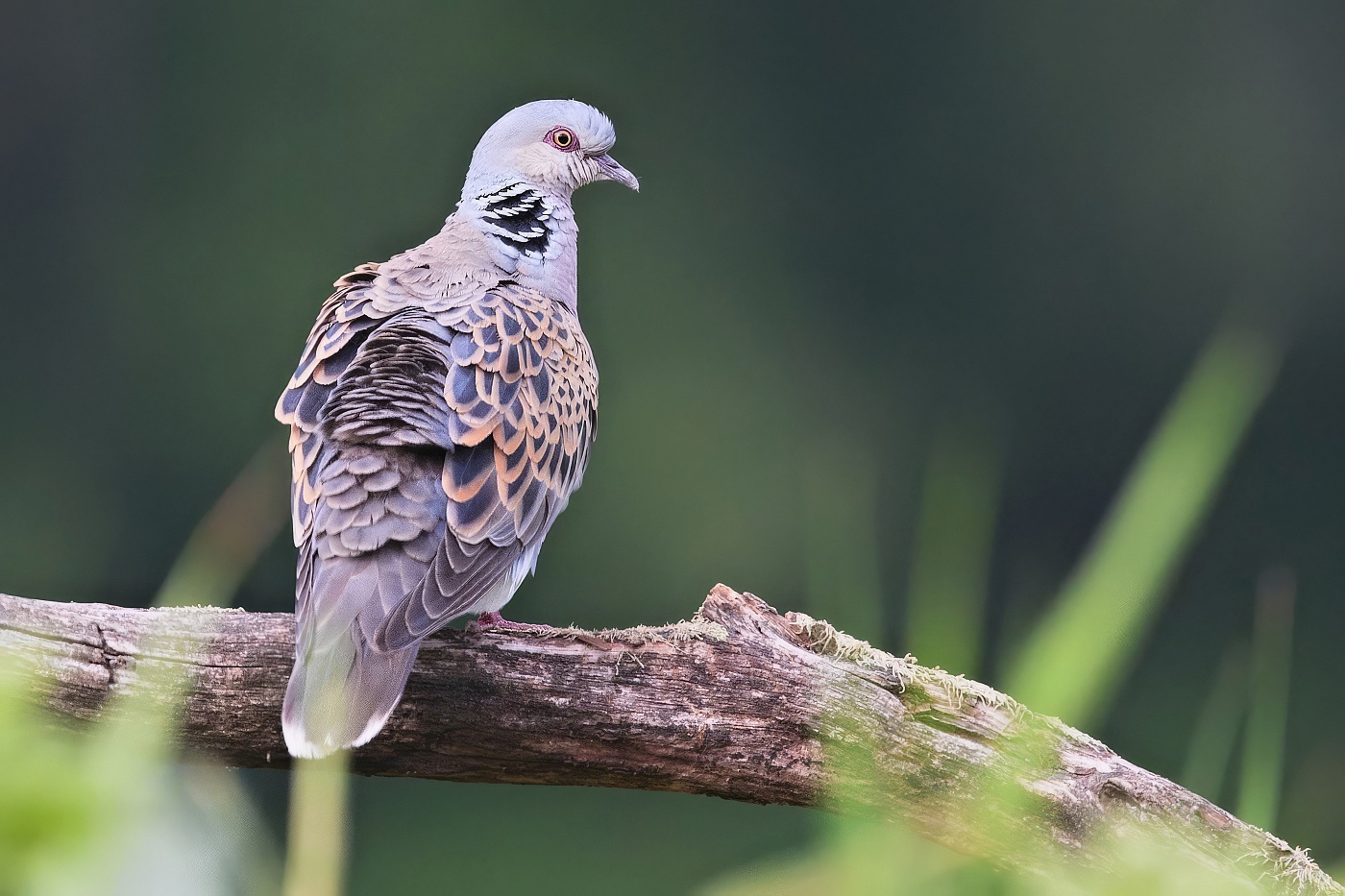 Hrdlička divoká  ( Streptopelia turtur )