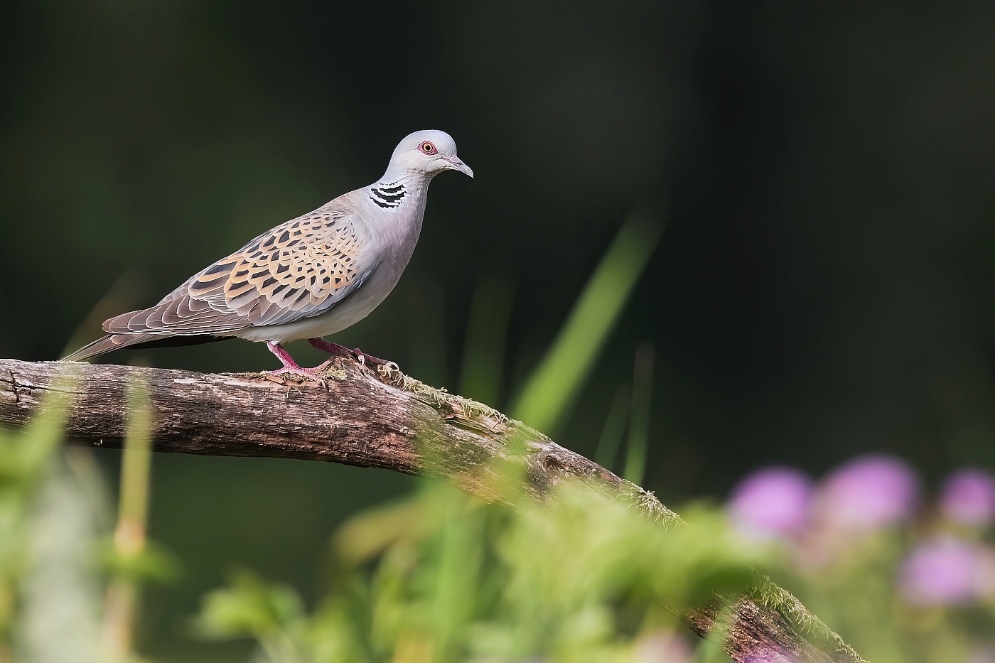 Hrdlička divoká  ( Streptopelia turtur )