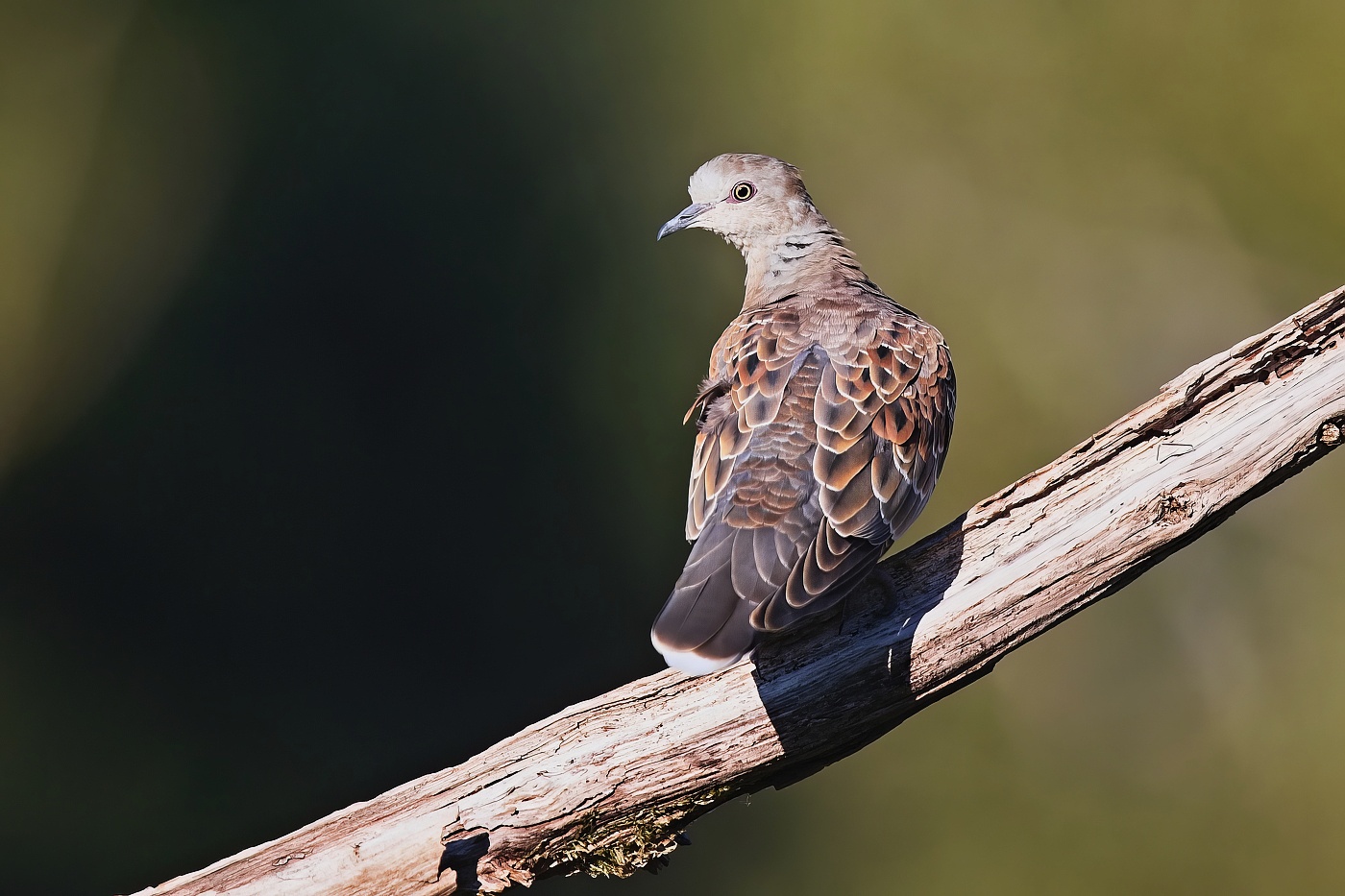 Hrdlička divoká  ( Streptopelia turtur )