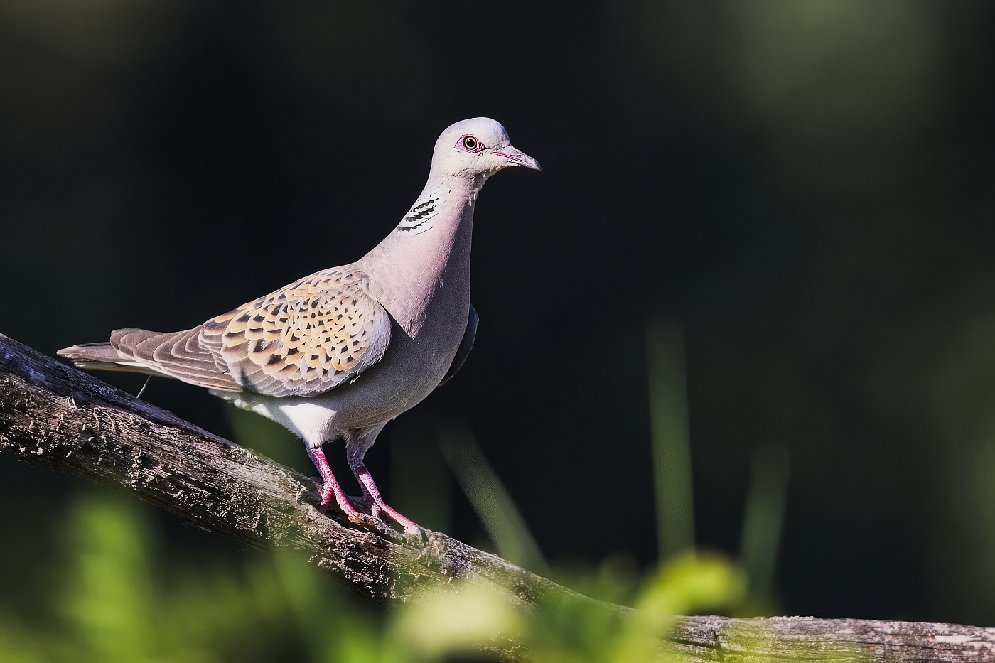 Hrdlička divoká  ( Streptopelia turtur )