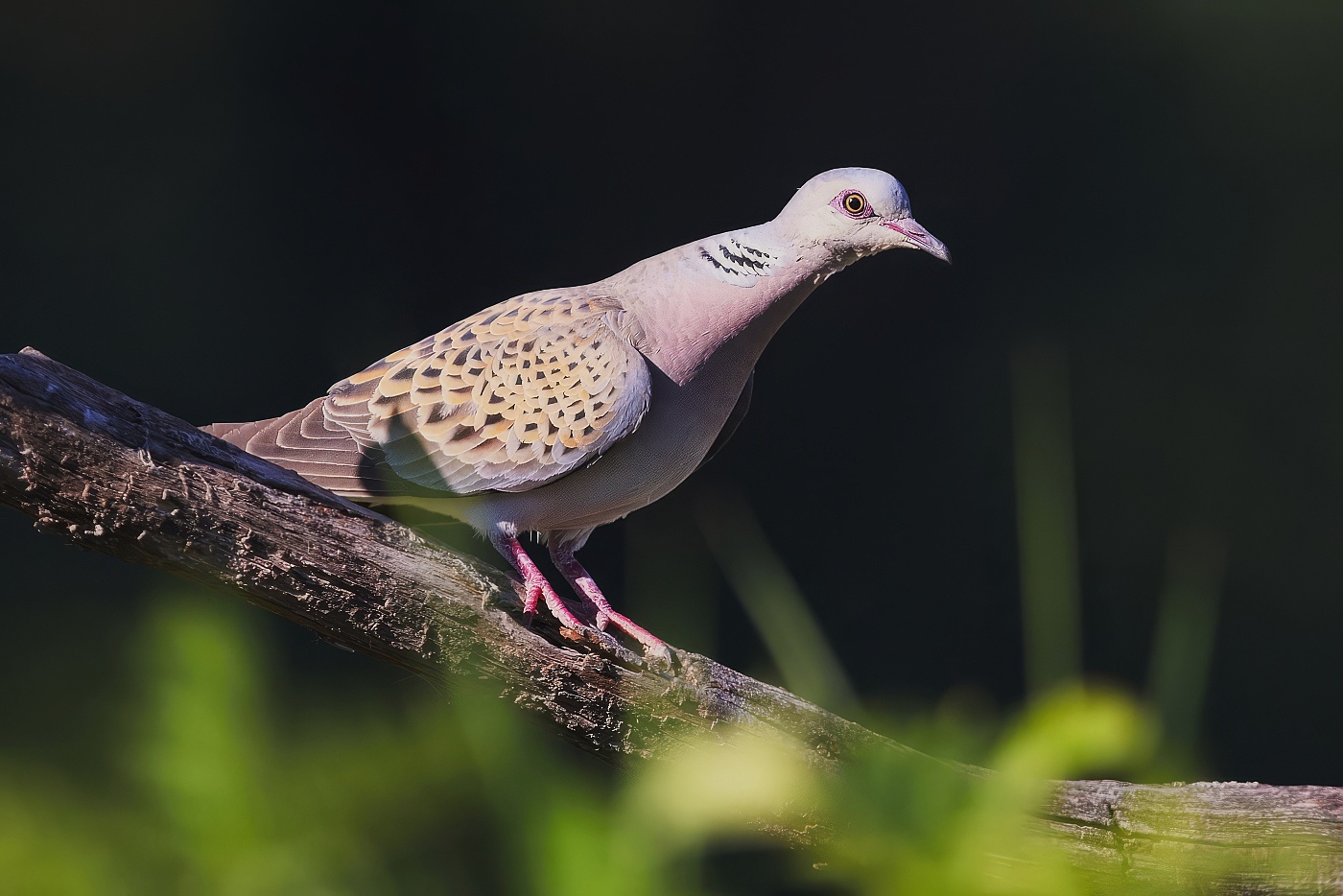 Hrdlička divoká  ( Streptopelia turtur )