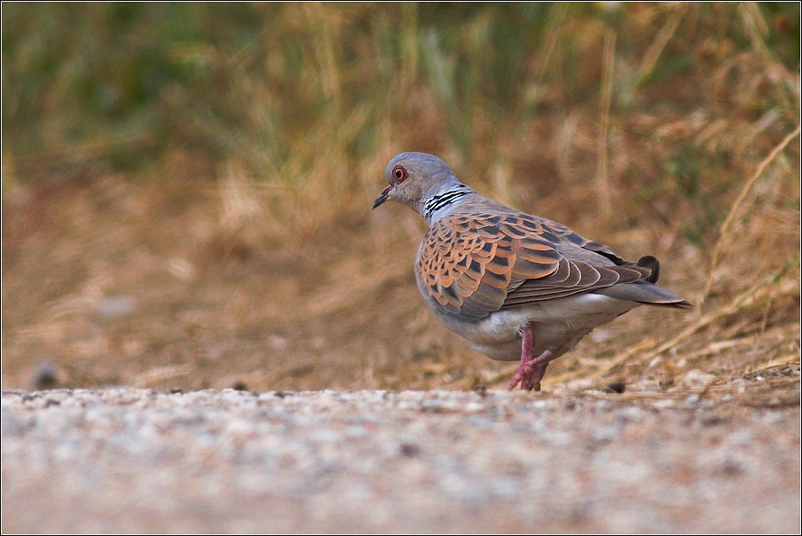 Hrdlička divoká ( Streptopelia turtur )