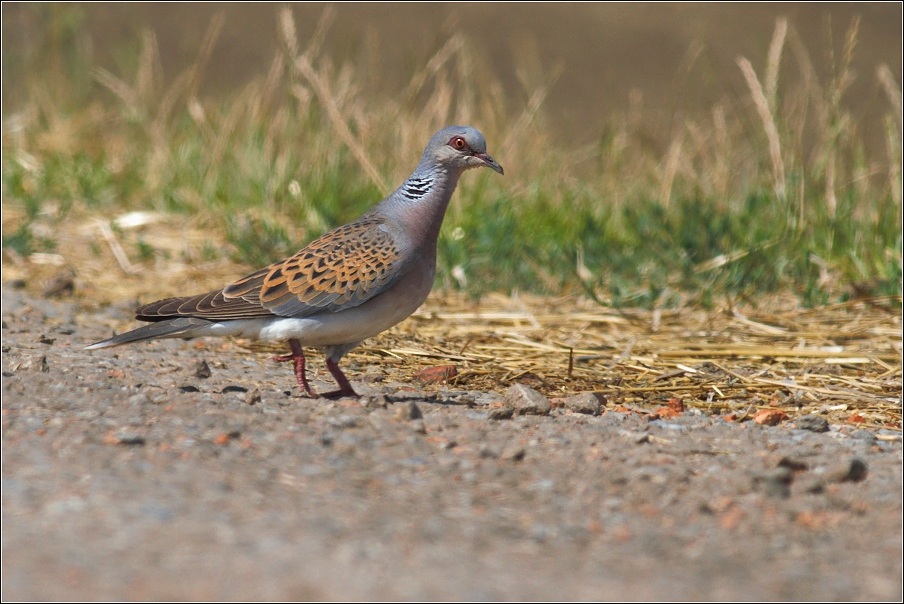 Hrdlička divoká ( Streptopelia turtur )