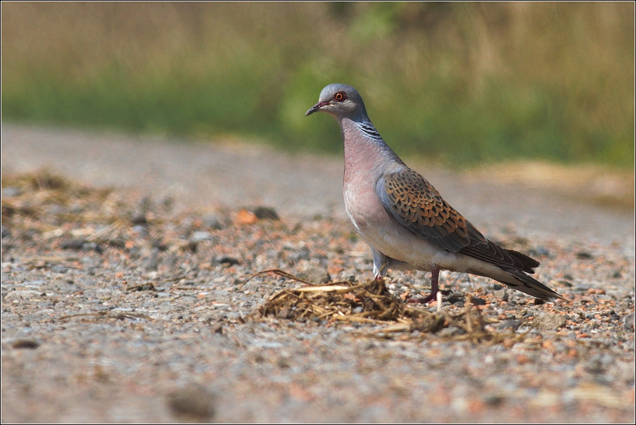 Hrdlička divoká ( Streptopelia turtur )