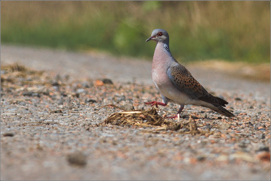 Hrdlička divoká ( Streptopelia turtur )