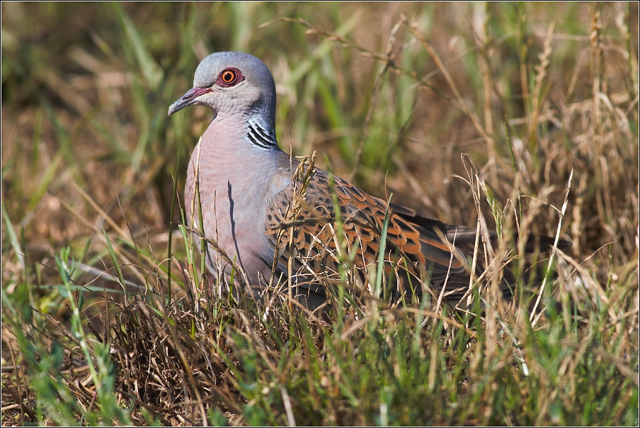 Hrdlička divoká ( Streptopelia turtur )