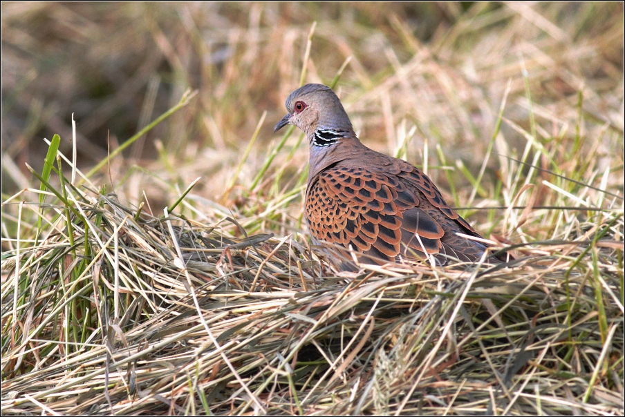 Hrdlička divoká ( Streptopelia turtur )