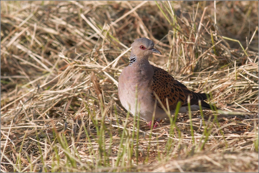 Hrdlička divoká ( Streptopelia turtur )