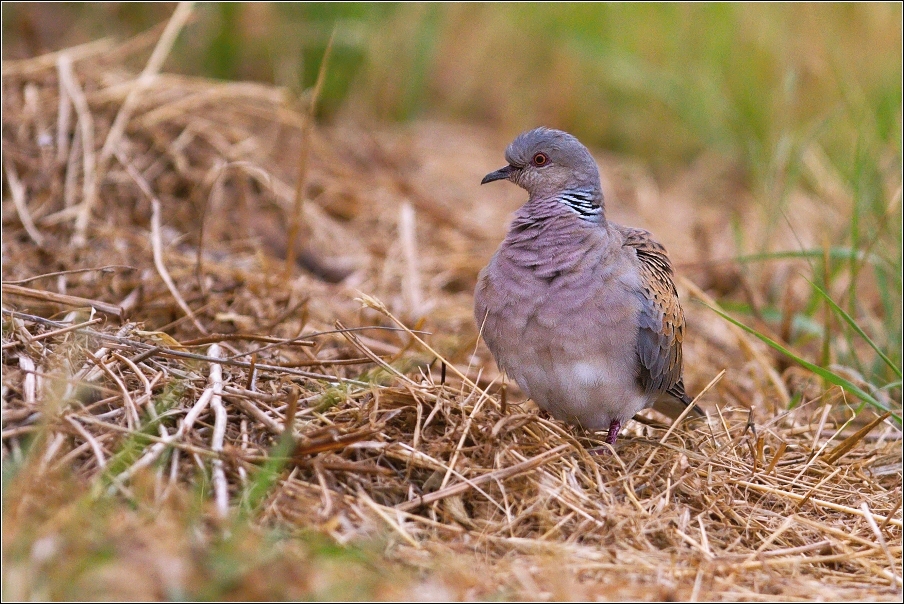 Hrdlička divoká  ( Streptopelia turtur )