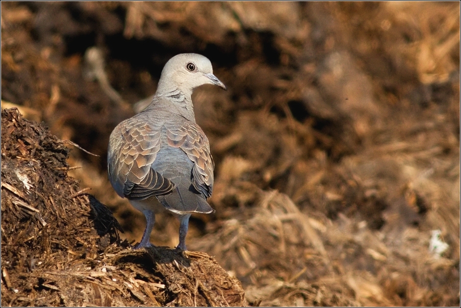 Hrdlička divoká  ( Streptopelia turtur )