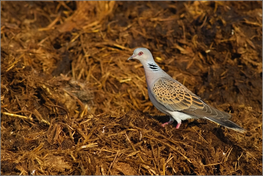 Hrdlička divoká  ( Streptopelia turtur )