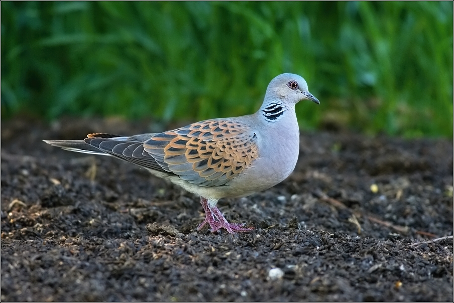 Hrdlička divoká  ( Streptopelia turtur )