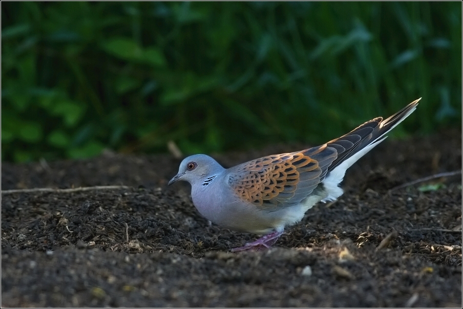 Hrdlička divoká  ( Streptopelia turtur )