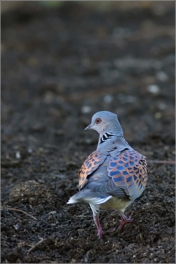 Hrdlička divoká  ( Streptopelia turtur )