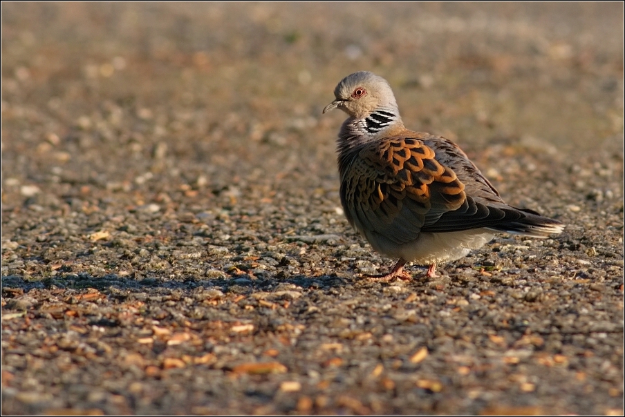 Hrdlička divoká  ( Streptopelia turtur )