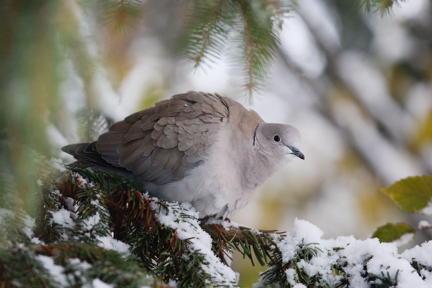 Hrdlička zahradní ( Streptopelia decaocto ) 