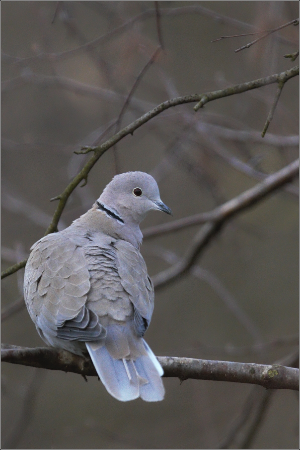 Hrdlička zahradní  ( Streptopelia decaocto )