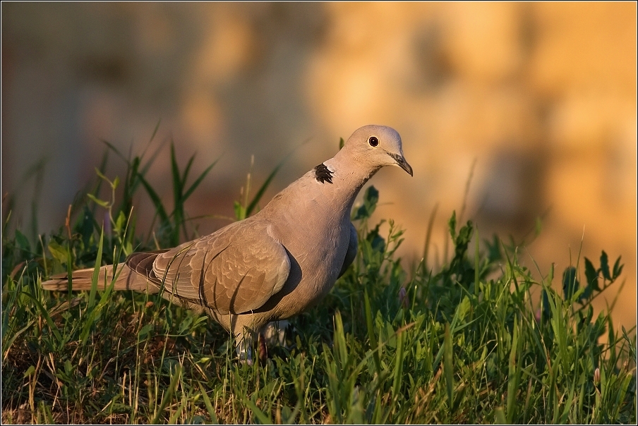 Hrdlička zahradní  ( Streptopelia decaocto )