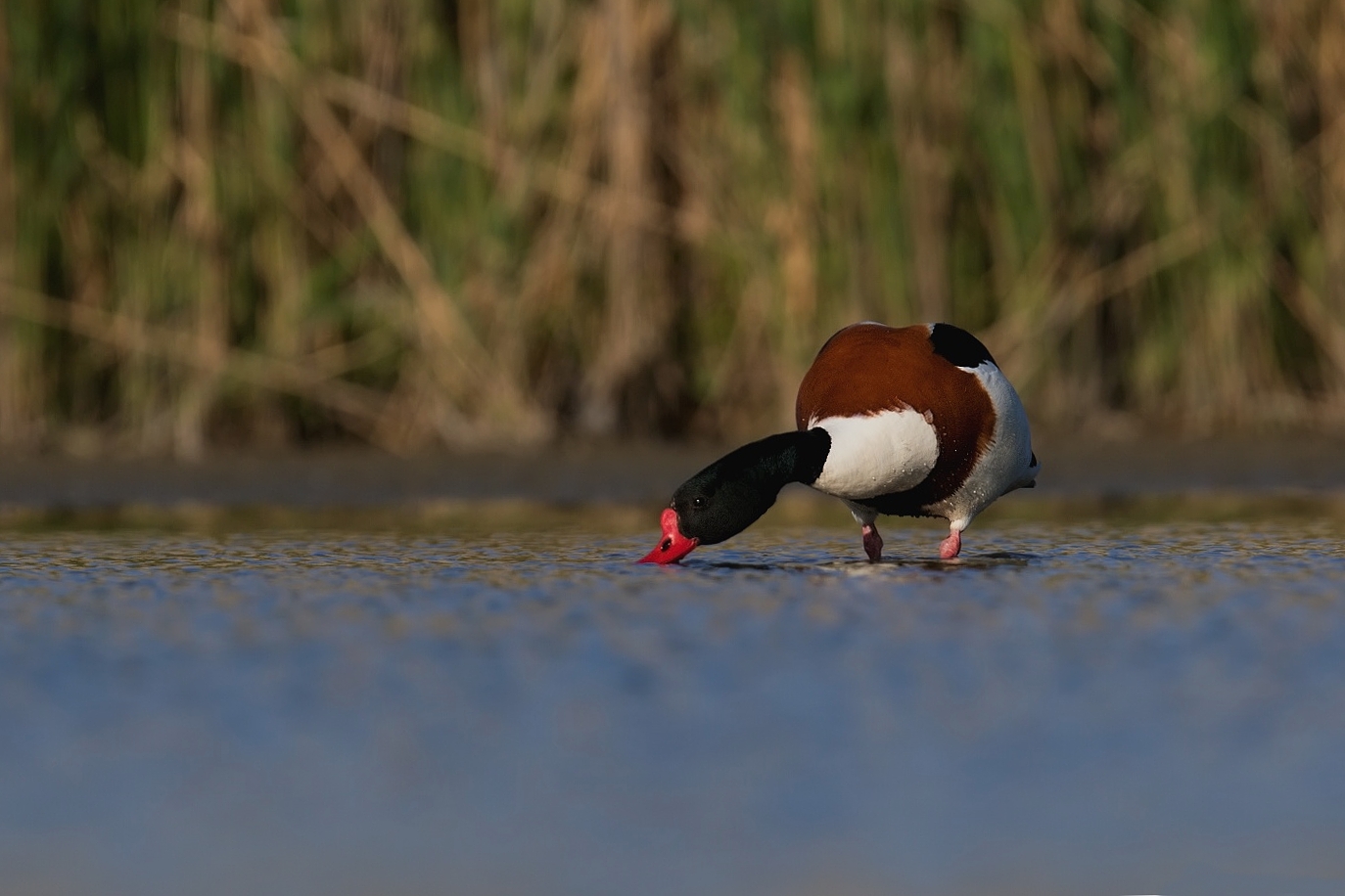 Husice liščí  (  Tadorna tadorna )