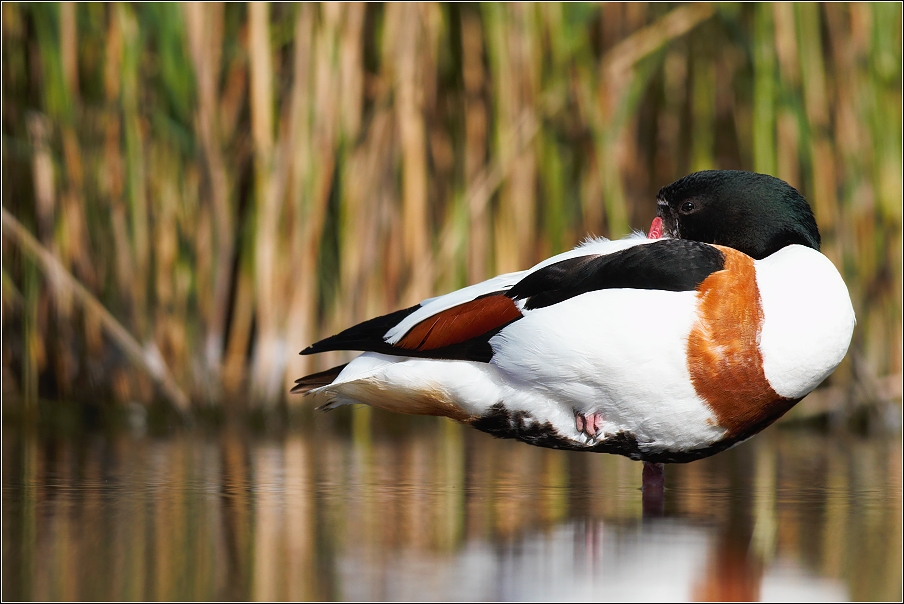 Husice liščí  ( Tadorna tadorna )