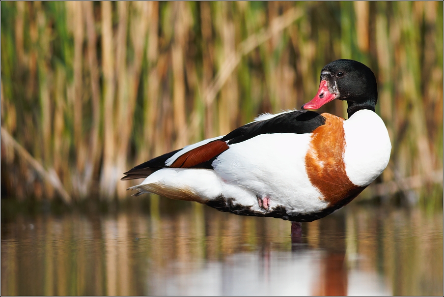 Husice liščí  ( Tadorna tadorna )