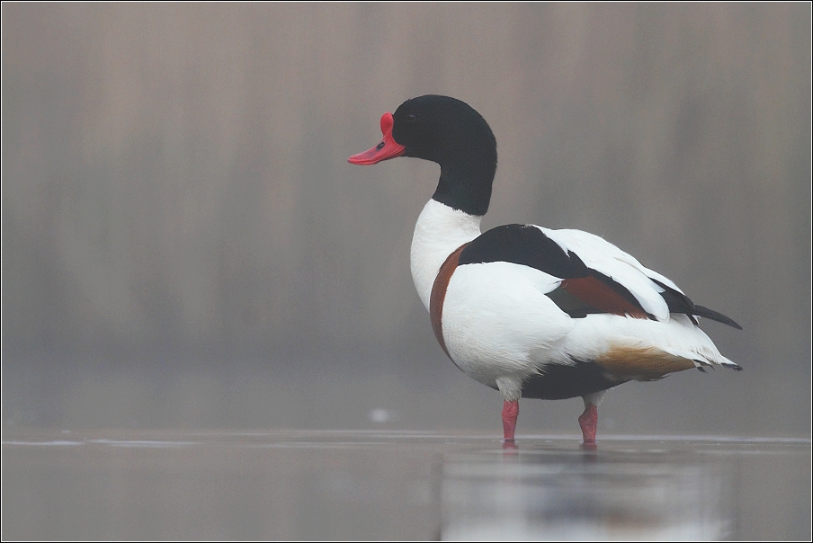 Husice liščí  ( Tadorna tadorna )