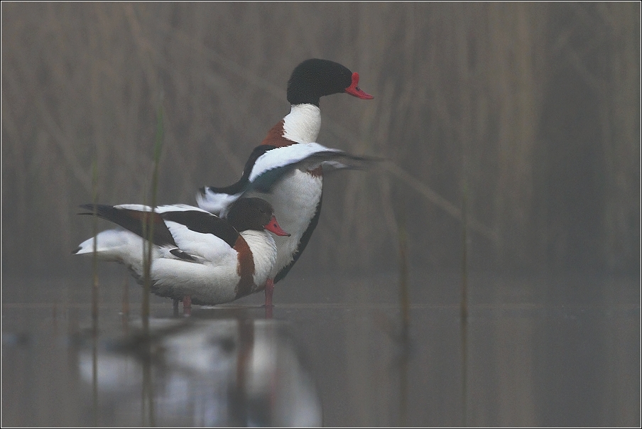 Husice liščí  ( Tadorna tadorna )