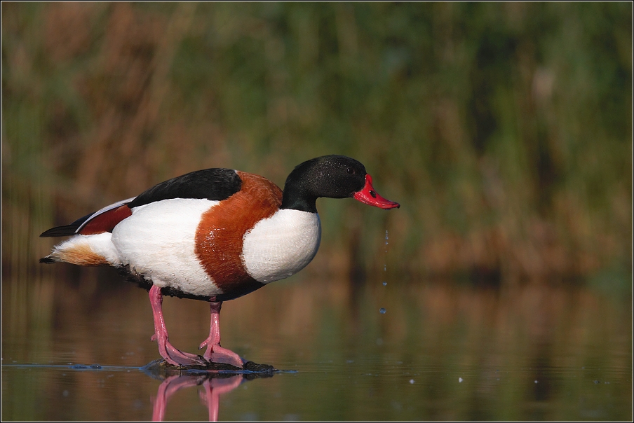 Husice liščí  ( Tadorna tadorna )