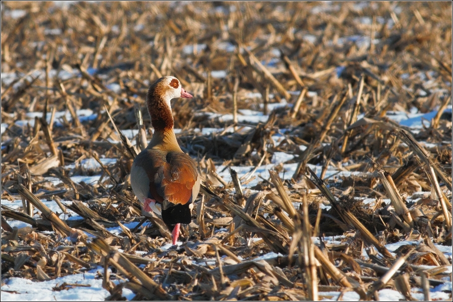 Husice nilská  (Alopochen aegyptiacus )