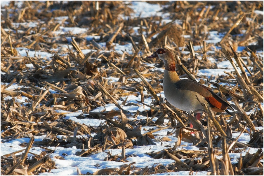 Husice nilská  (Alopochen aegyptiacus )