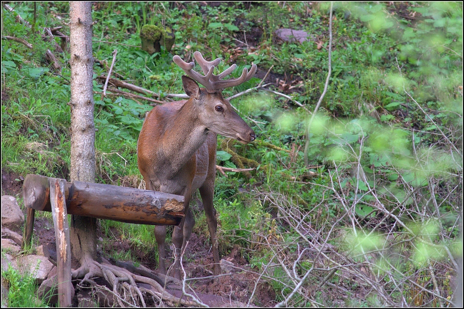 Jelen lesní ( Cervus elaphus )