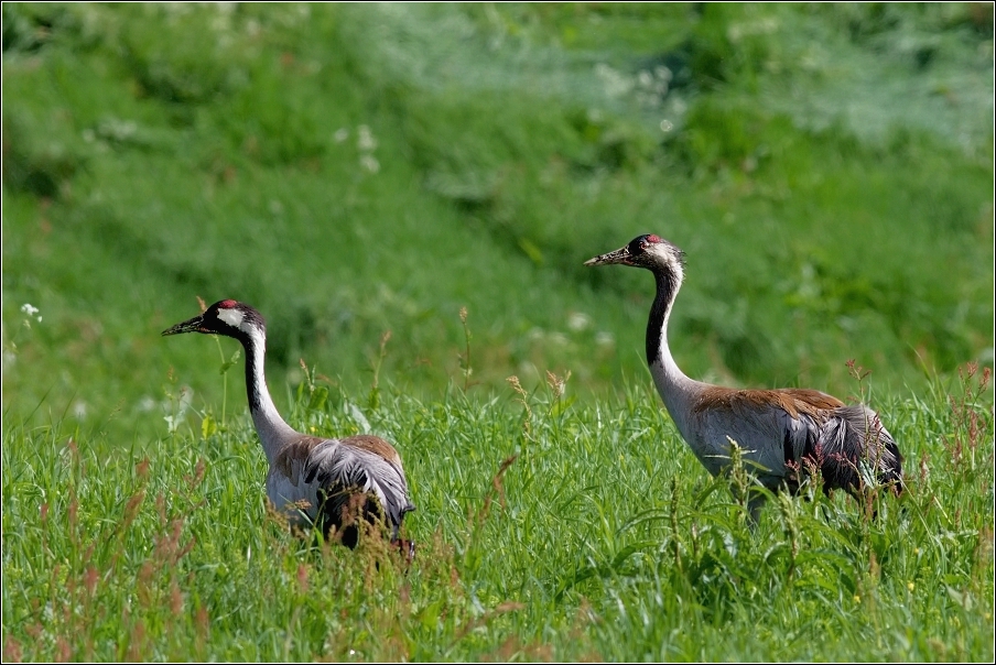 Jeřáb popelavý  ( Grus grus )