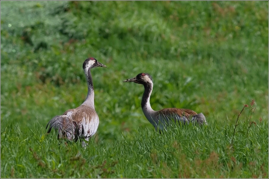 Jeřáb popelavý  ( Grus grus )