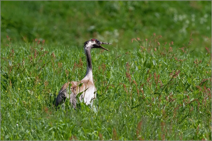 Jeřáb popelavý  ( Grus grus )